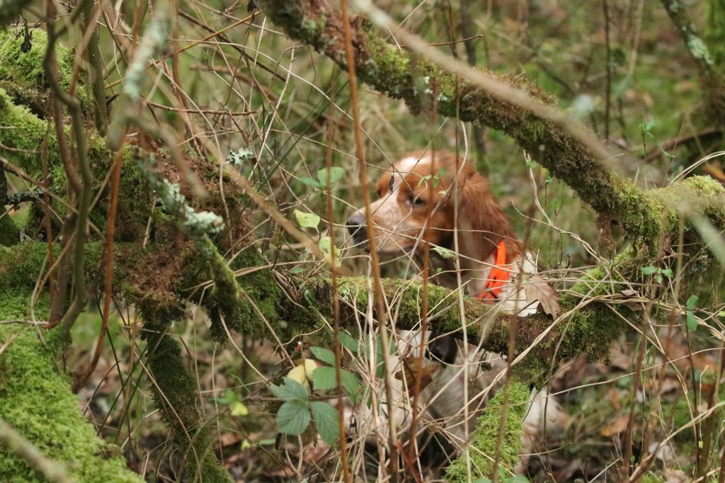 TR. Niroise des bois de gland